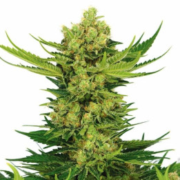 Critical Bilbo Feminizada