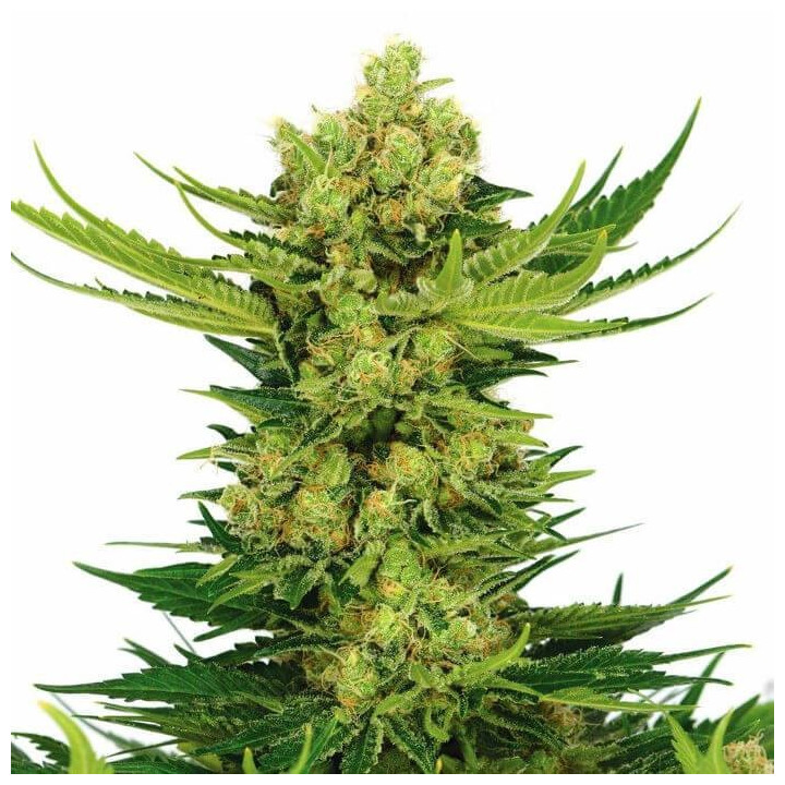 Critical Bilbo Feminizada