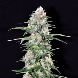 Lemon Cake - Semillas a granel feminizadas