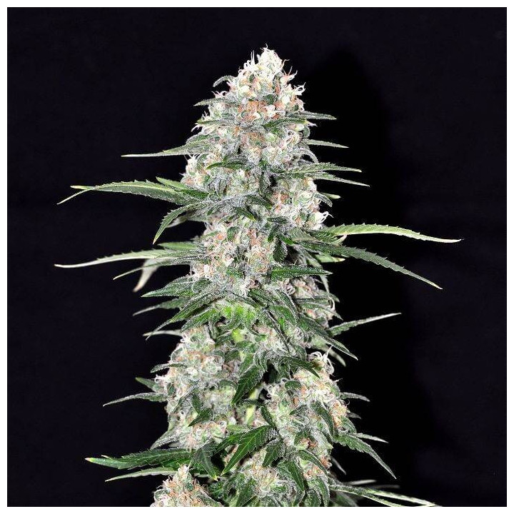 Lemon Cake - Semillas a granel feminizadas