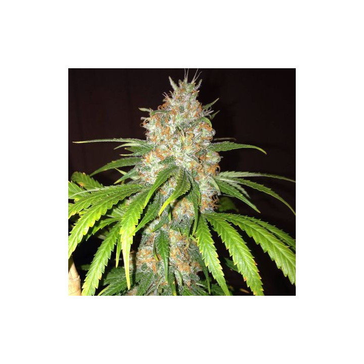 Blue Widow (Dinafem)