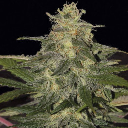 Blueberry Auto - Semillas a granel feminizadas