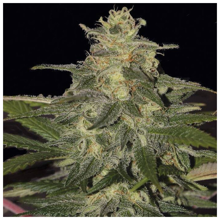 Blueberry Auto - Semillas a granel feminizadas