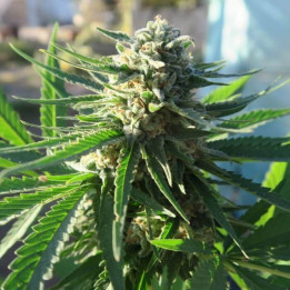 Black Domina Auto - Semillas a granel feminizadas