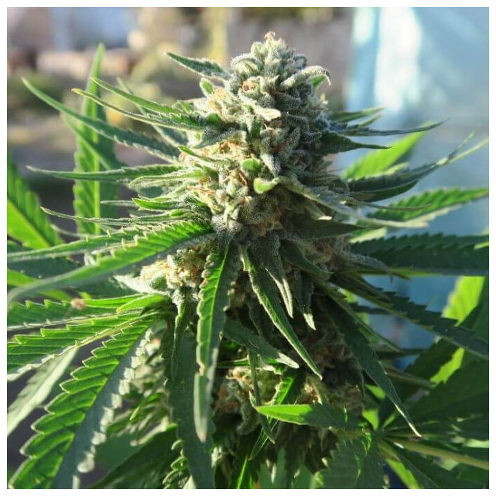 Black Domina Auto - Semillas a granel feminizadas