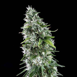Critical Bilbo CBD (Genehtik)
