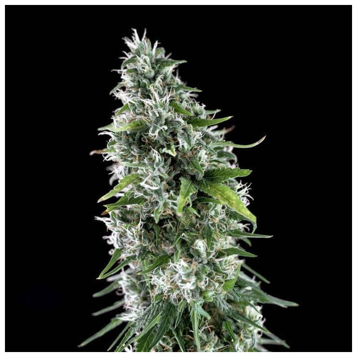 Critical Bilbo CBD (Genehtik)