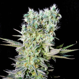 Critical Bilbo CBD (Genehtik)