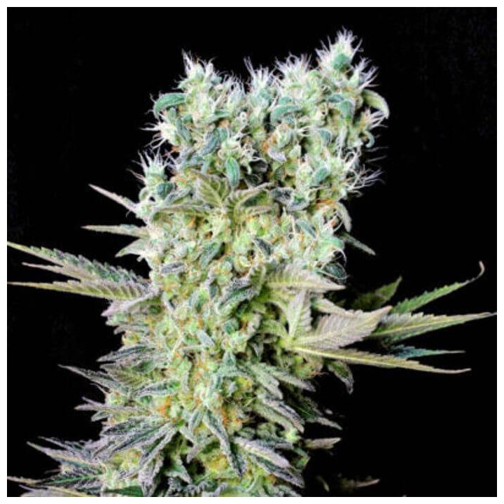 Critical Bilbo CBD (Genehtik)