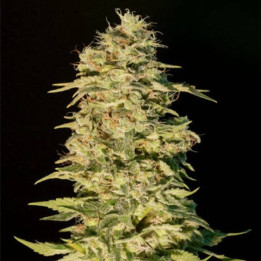 Critical Bilbo CBD (Genehtik)