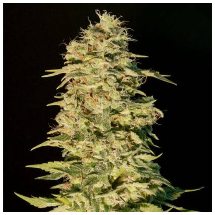Critical Bilbo CBD (Genehtik)