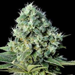 Critical Bilbo CBD (Genehtik)
