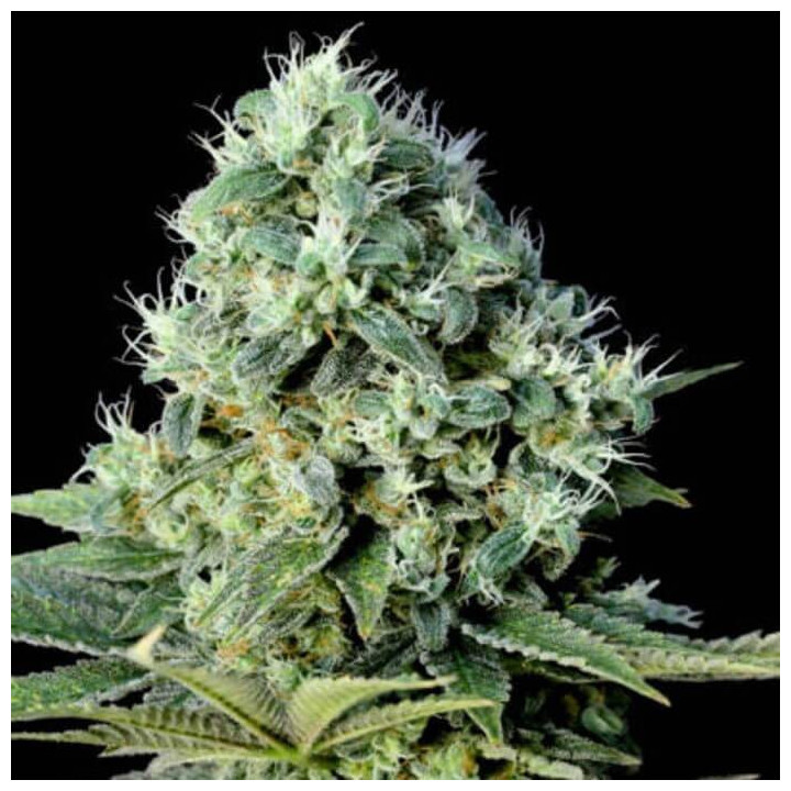 Critical Bilbo CBD (Genehtik)
