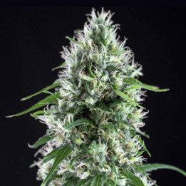 Critical Bilbo CBD (Genehtik)