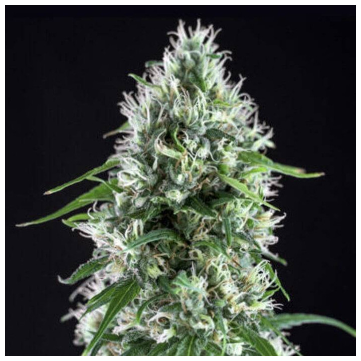 Critical Bilbo CBD (Genehtik)