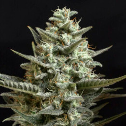 Critical Bilbo CBD (Genehtik)
