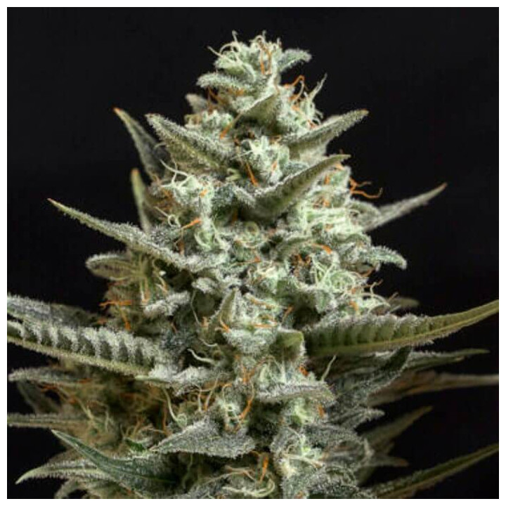 Critical Bilbo CBD (Genehtik)