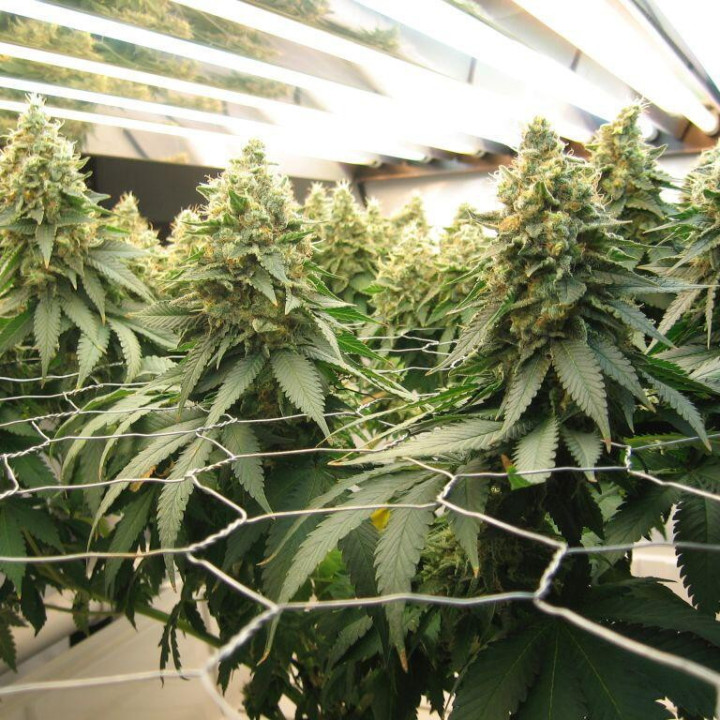 Blue Widow (Dinafem)