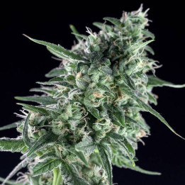 Critical Bilbo CBD (Genehtik)