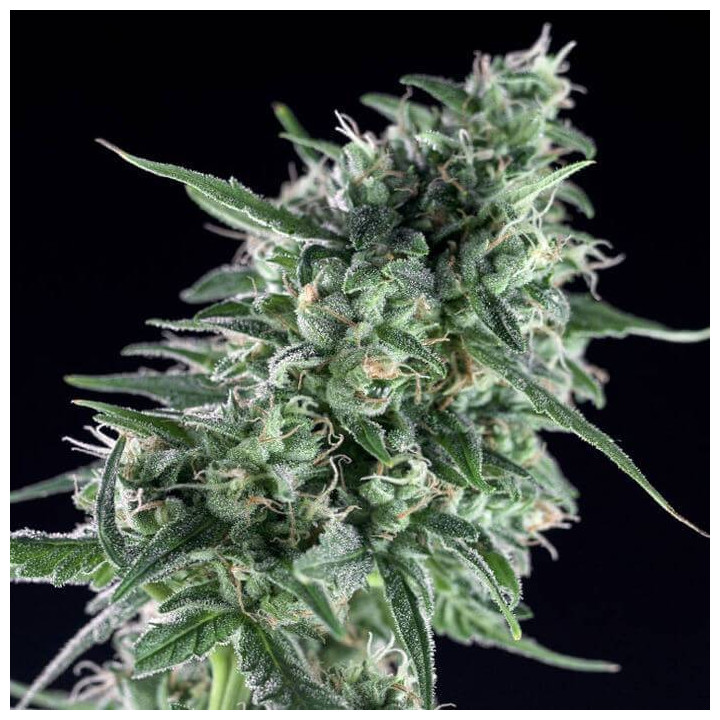 Critical Bilbo CBD (Genehtik)