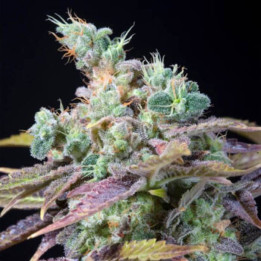 Critical Bilbo CBD (Genehtik)