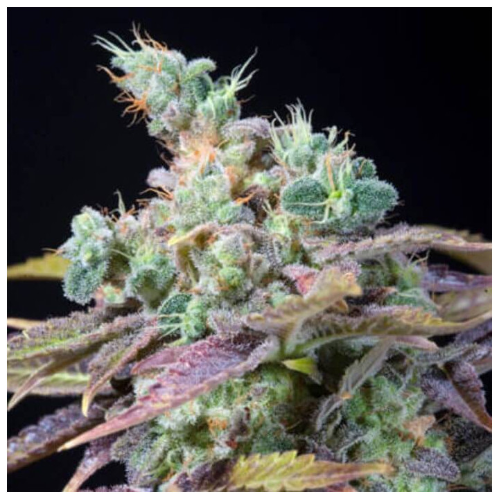 Critical Bilbo CBD (Genehtik)