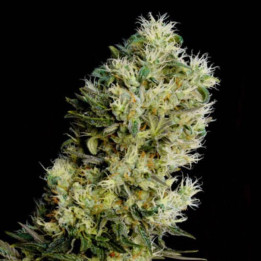 Critical Bilbo CBD (Genehtik)