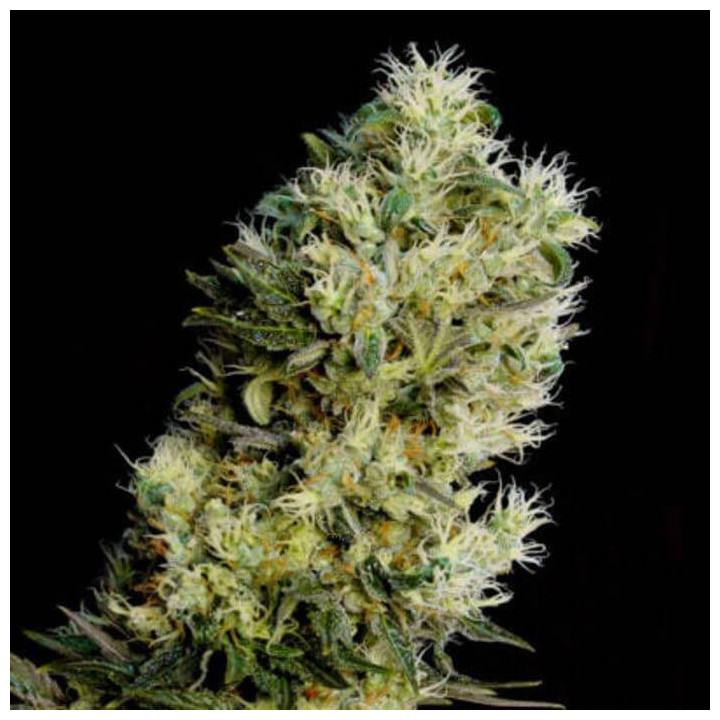 Critical Bilbo CBD (Genehtik)