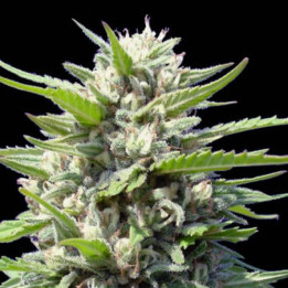 Northern Lights Auto (Genehtik)