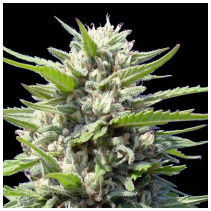 Northern Lights Auto (Genehtik)