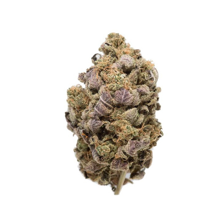 Blue Widow (Dinafem)