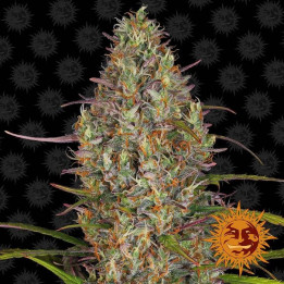 Glue Gelato Auto (Barney´s Farm)