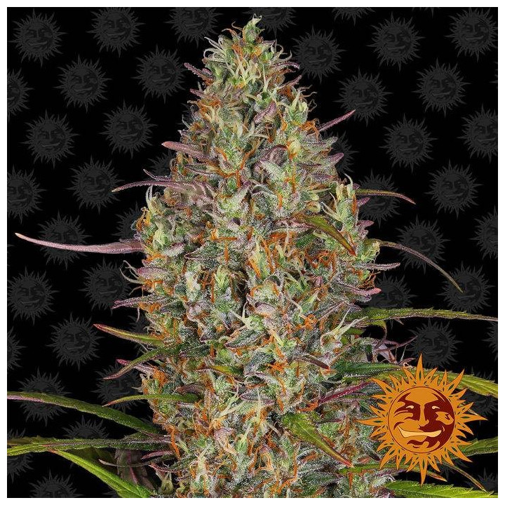 Glue Gelato Auto (Barney´s Farm)