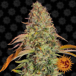 Zkittlez OG Auto (Barney´s Farm)