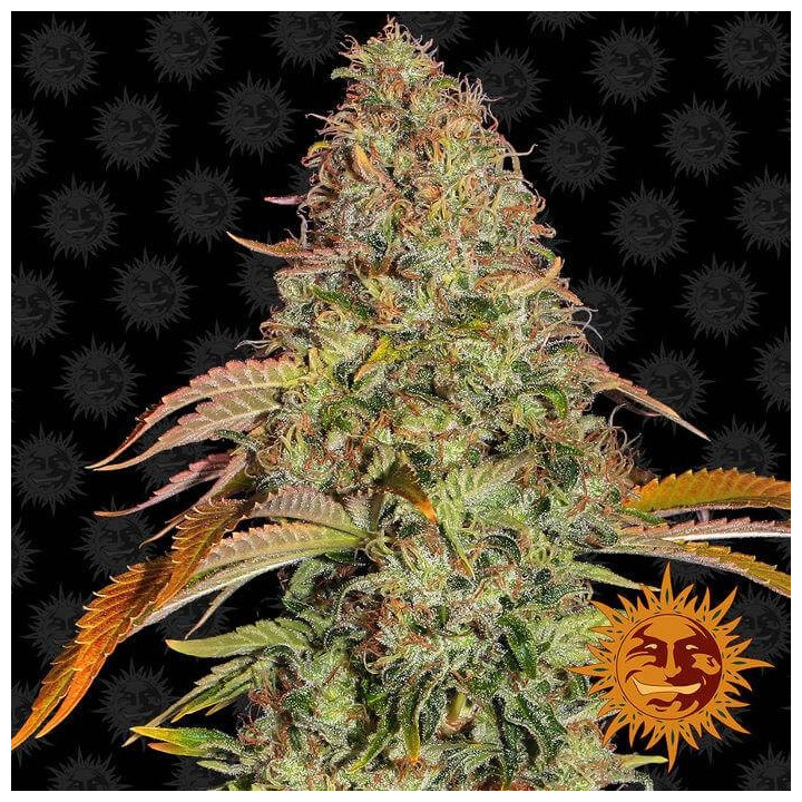 Zkittlez OG Auto (Barney´s Farm)