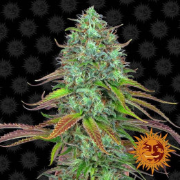 LSD Auto (Barney´s Farm)
