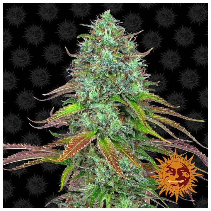 LSD Auto (Barney´s Farm)