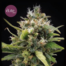 La Rica Clásica THC (Elite Seeds)
