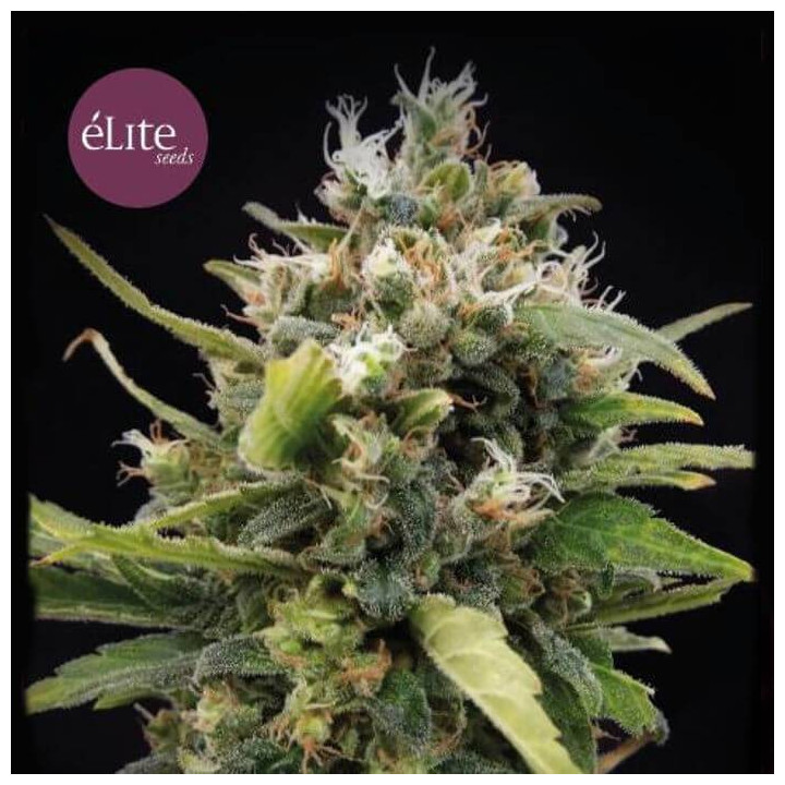 La Rica Clásica THC (Elite Seeds)