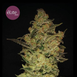 La Rica Clásica THC (Elite Seeds)