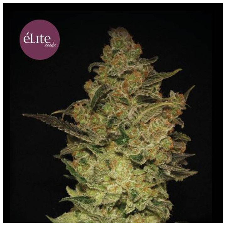 La Rica Clásica THC (Elite Seeds)