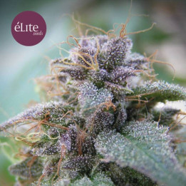 Blue Elite Índica (Elite Seeds)