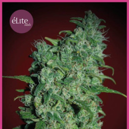 Blue Elite Índica (Elite Seeds)