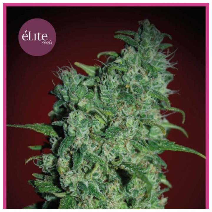 Blue Elite Índica (Elite Seeds)