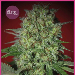 Bestial Skunk (Elite Seeds)