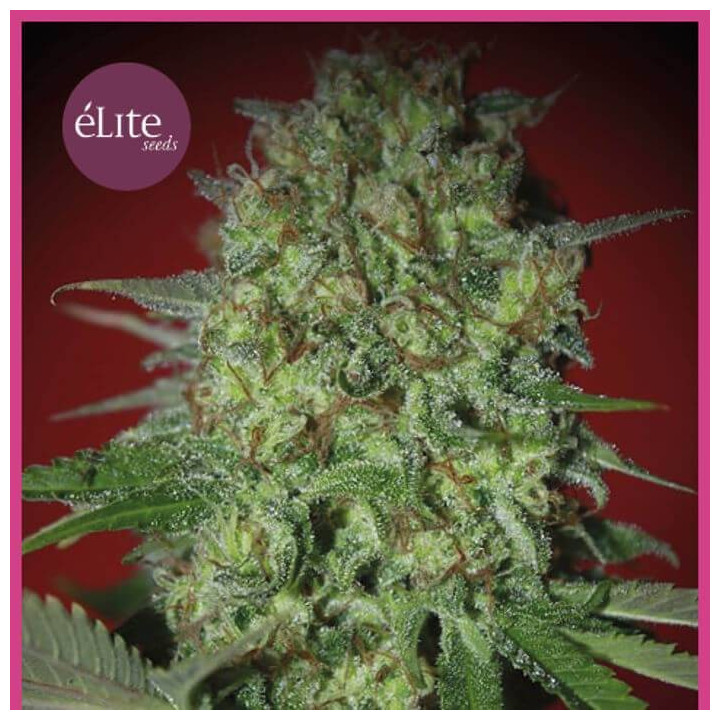 Bestial Skunk (Elite Seeds)