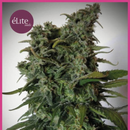 Bestial Skunk (Elite Seeds)