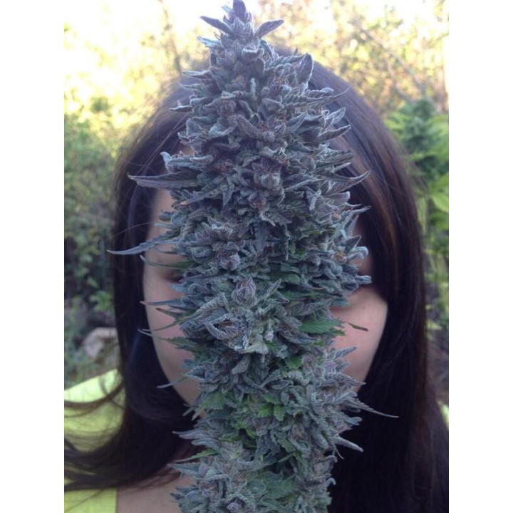 Blue Widow (Dinafem)