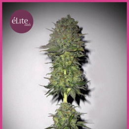 Meganuska (Elite Seeds)
