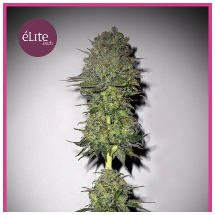 Meganuska (Elite Seeds)